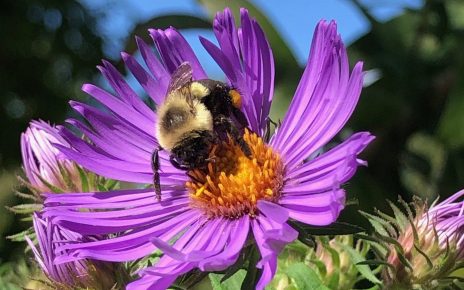 bumblee on a flower