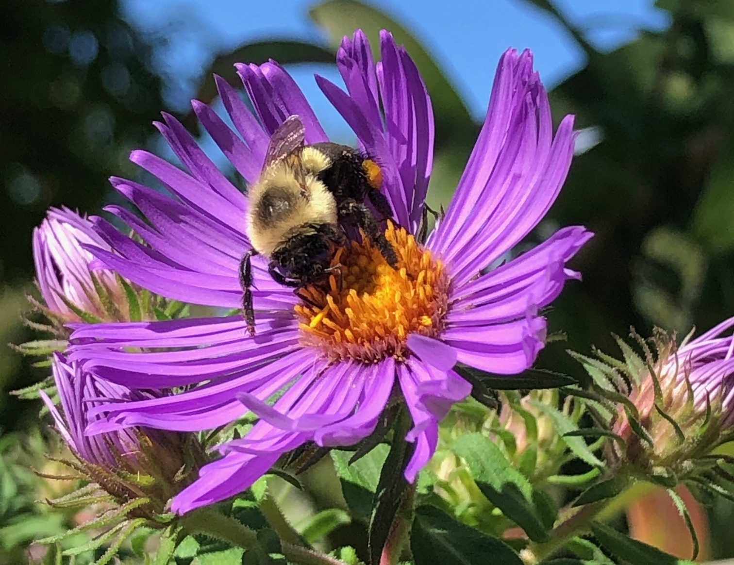 bumblee on a flower